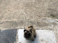 (Uygun) Yakışıklı pug oğlan ODİN