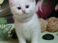 BRİTİSH LONGHAİR KEDİSİ YAVRULARIMIZ
