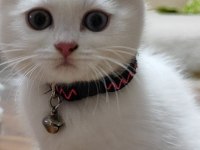 British Shorthair White