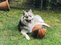 Köpeğimiz maya kızımızı mecburen sahiplendiriyoruz