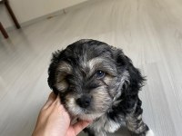 Sütten yeni kesildi dişi ve erkek morkie yavrularımız