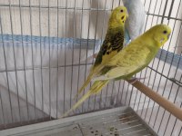 Muhabbet kuşu takım