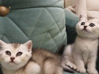 British shorthair silver point yavrular iki aylık