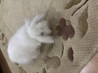 Hollanda lop tavşanları