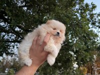 Pomeranian Boo Köpeklerimiz