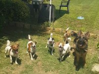 Show Kalite Fırlama Jack Russell Terrier Yavruları