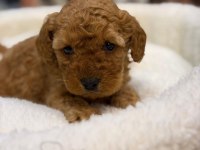 A kalite poodle yavrularımız