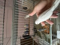 Rainbow albino jumbo muhabbet kuşu