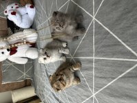 Scottish fold kediler için ulaşın