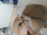 Golden erkek kedimiz