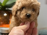 Teacup toy poodle