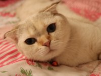 İzmir kedi sahiplendirilcektir