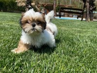 Shih Tzu Yavruları İstanbul