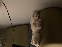 Spitz köpek