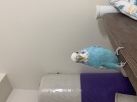 Albino ve gök mavisi muhabbet kuşu