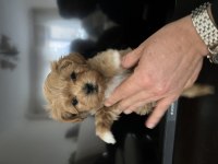 Birinci sınıf kore kan maltipoo bebekler