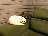Scottish fold kızıma damat arıyoruz