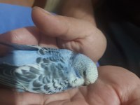 Ele alıştırmalık Jumbo kırıkları kuşlarımız