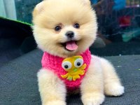 Pomeranian Boo bebekler
