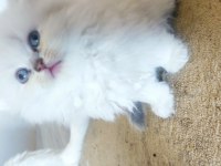 British longhair dişi bebekler