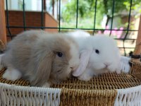 Hollanda teddy lop tavşanı yavrular 35 47 günlükler