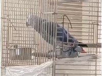 Jako dişi erkek mevcut safkan kaliteli yavruları
