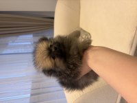 Show kalite pomeranian boo