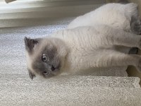 Duman ev arıyor british shorthair
