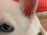 2,5 aylık gökyüzü mavisi oyuncu erkek husky