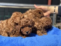 Ankaranın  en iddialı kore toy poodle yavruları