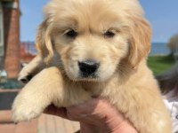 Güzellikten Yıkılan Golden Retriever