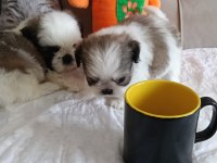 Shih tzu ev bebekleri