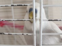 KEDİ ALDIĞIMIZDAN DOLAYI KUŞUMUZU İLGİLENEMİYORUZ
