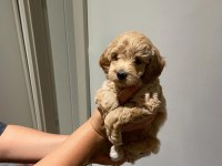 Maltipoo dişi yavrular