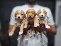 RENK GÜZELİ RED MALTİPOO YAVRULAR
