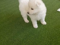 SAMOYED YAVRULARI ORİJİNAL SAFKAN