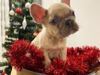 Üst Düzey French Bulldog Yavrularımız