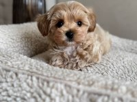 Maltipoo yavrularımız sıfır boy