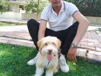 1 yaşında çok akılı ve uysal eğitimli maltipoo