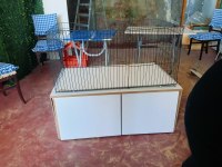 2,5 aylık erkek peru guinea pig bütün eşyaları ile