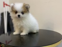 Erkek Dişi Pomeranian Boo Yavrular