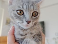 4 aylık erkek ragdoll