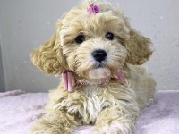 Maltipoo Teacup