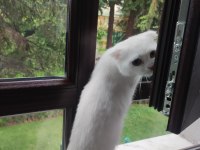 10 aylık dişi scottish fold