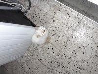 Ücretsiz olarak sahiplendilecek kedimiz