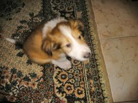 Collie / maltese