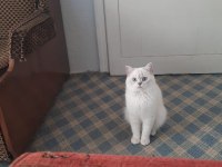 British shorthair silver point
