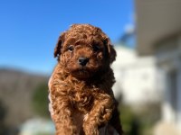 TOY POODLE YAVRULARI