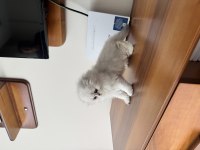 Kendi kedimizin yavruları
