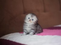 Üst kaliteli dişi Scottish Fold